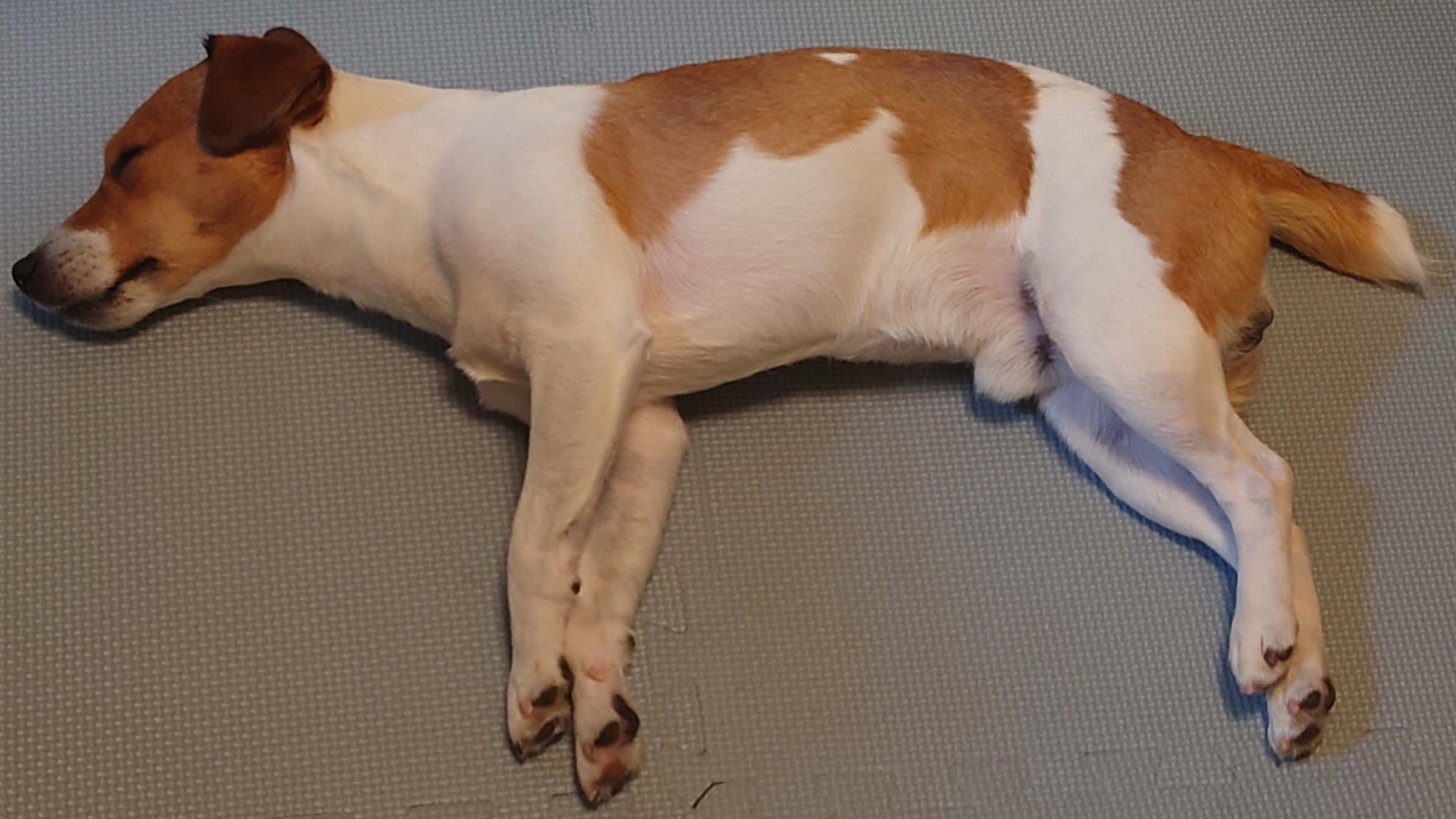 Right Side photo of the dog