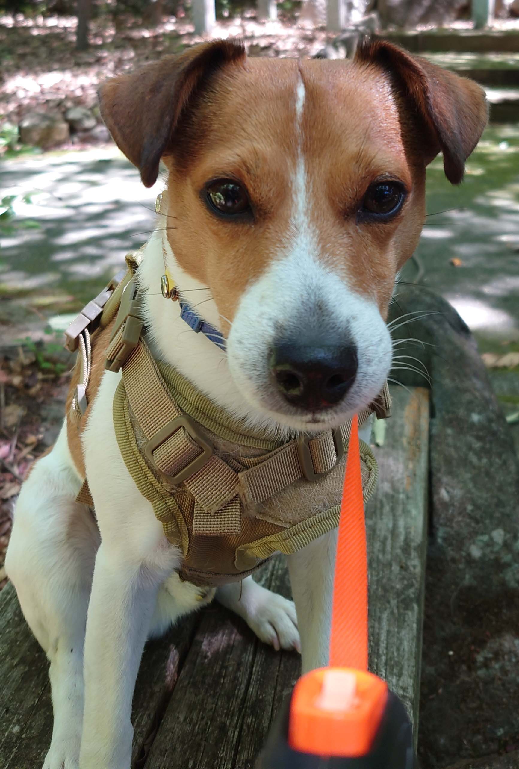 Main photo of the dog
