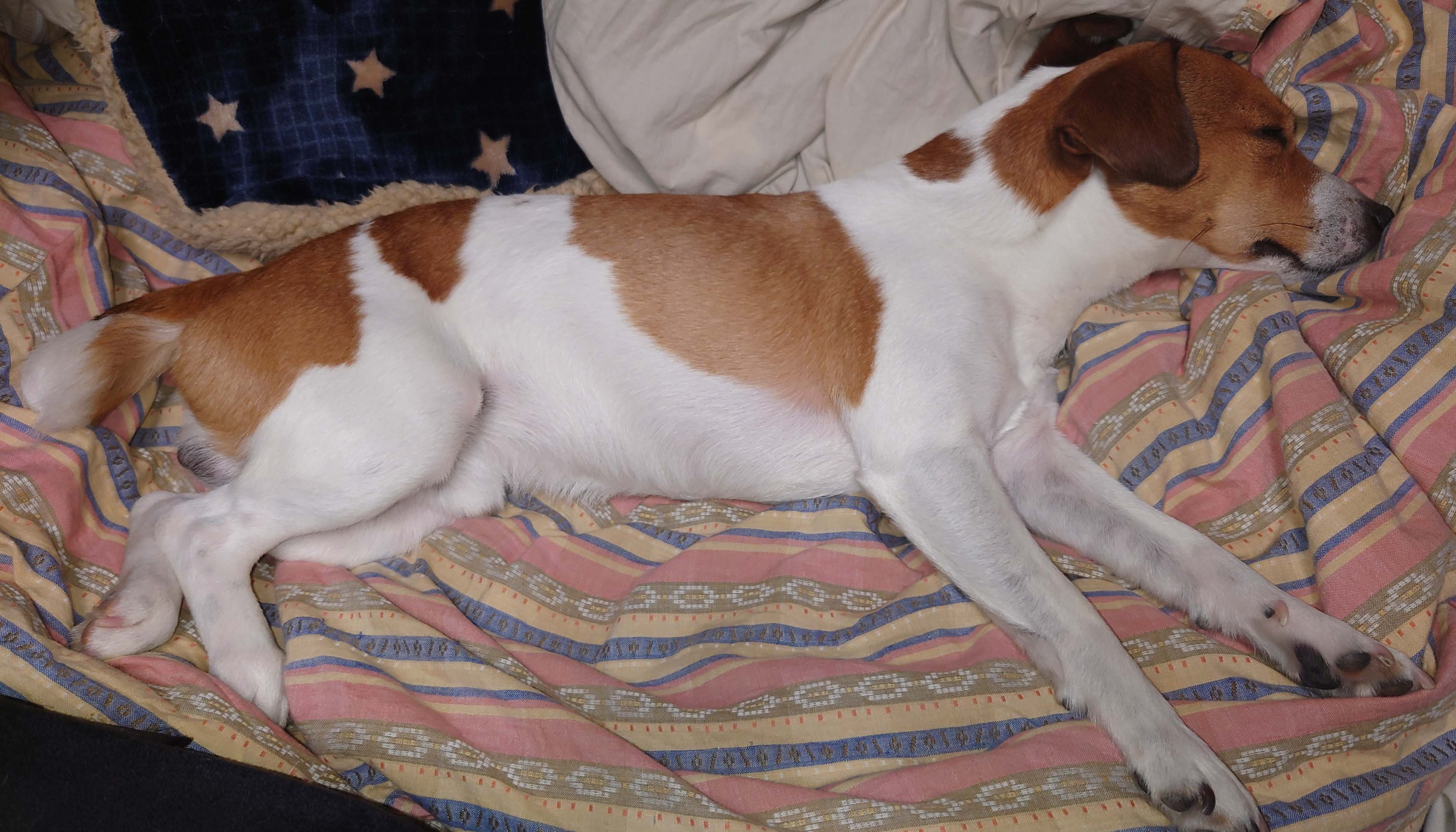 Right Side photo of the dog